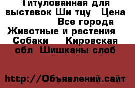 Титулованная для выставок Ши-тцу › Цена ­ 100 000 - Все города Животные и растения » Собаки   . Кировская обл.,Шишканы слоб.